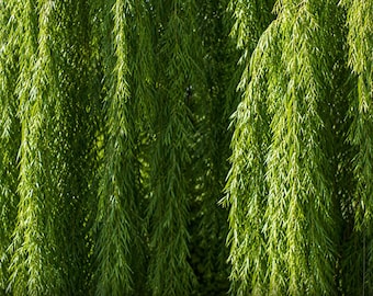 2 Wisconsin Weeping Willow Cuttings – Bright Green Weeping Willow Starter Cuttings