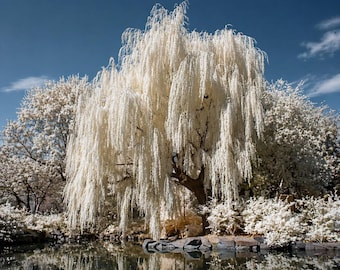 White Willow Tree Cutting – Fast Growing Silver Shimmering Foliage Shade Tree