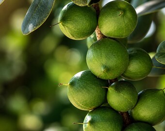 5 Macadamia Nut Tree Seeds – Macadamia integrifolia Edible Tropical Nut Tree