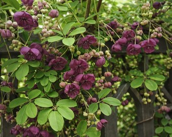 Akebia Quinata Chocolate Vine Starter Plant – Fragrant Purple Flowers, Climbing Vine