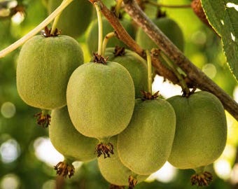 1 Issai Hardy Kiwi Plant – Actinidia arguta Self-Fertile Starter Fruit Vine