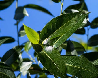 2 Peach Leaf Willow Tree Cuttings – Rare Bay Leaf Willow Starter Cuttings