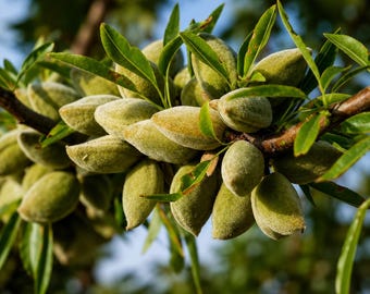 20 Almond Tree Seeds – Grow Your Own Almond Nut Trees from Seed