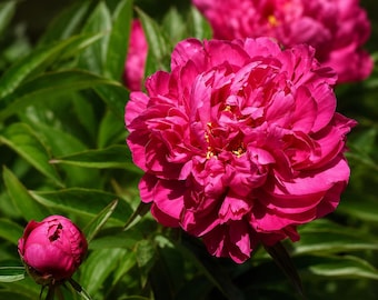 Kansas Peony Roots – Double Pink-Red Peony Perennial 2 Bare Roots