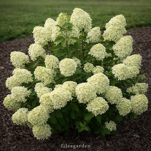 Little Lime Hydrangea Plant – Compact Panicle Shrub, Green to Pink Blooms