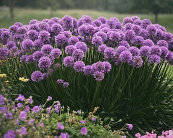 Allium Millenium Starter Plant – Ornamental Onion, Purple Summer Blooms, Hardy Perennial
