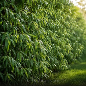 May include: A lush, green hedge of long, slender leaves, creating a dense wall of foliage. The leaves are a vibrant green, catching the sunlight and casting shadows. The image suggests a natural, outdoor setting, possibly a garden or park.
