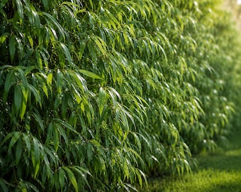10 Austree Willow Tree Cuttings – Fast Growing Shade & Privacy Trees