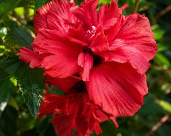 Red Althea Rose of Sharon Starter Plant – Hibiscus syriacus Flowering Shrub 12–24"