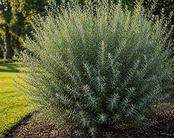 Basket Willow Cuttings – Salix purpurea for Weaving & Crafts