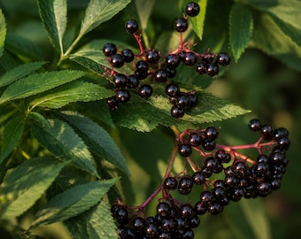 6 American Elderberry Cuttings – Sambucus canadensis Edible Berry Shrub