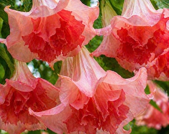 10 Strawberry Milk Angel Trumpet Seeds – Brugmansia/Datura Exotic Fragrant Flower Seeds