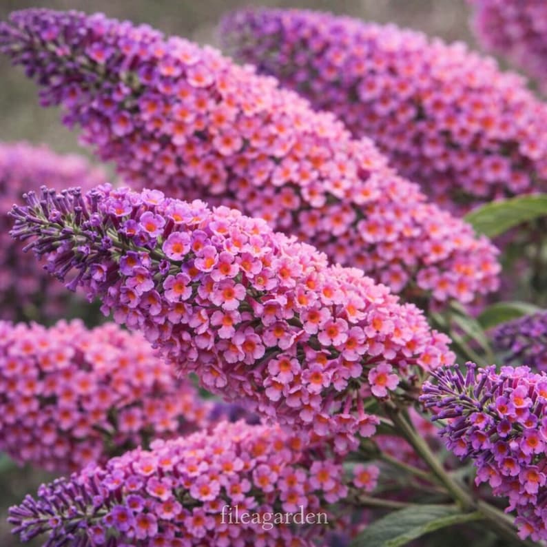 Buddleja Fragrant Buddleia Bicolor Starter Plant – Butterfly Bush, Lavender & Yellow ...