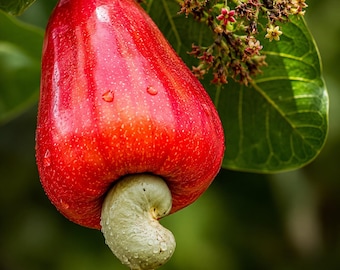 6 Cashew Tree Seeds – Anacardium occidentale Tropical Nut Tree Seeds