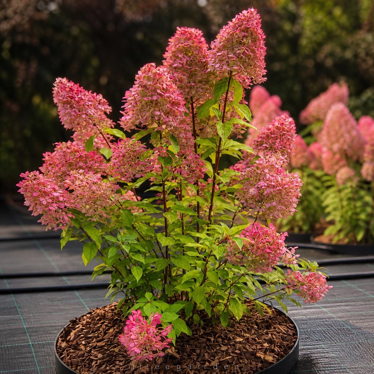Hydrangea Hercules Rhs Hydrangea Hercules Starter Plant Large Bloom Hardy Hydrangea Shrub - Etsy
