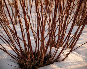 4 Blackskin Willow Bush Cuttings – Rare Black Branch Willow Starter Cuttings