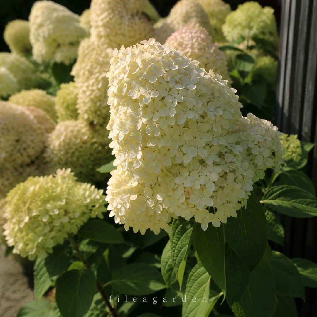 Hydrangea Hercules Rhs Hydrangea Hercules Starter Plant Large Bloom Hardy Hydrangea Shrub - Etsy