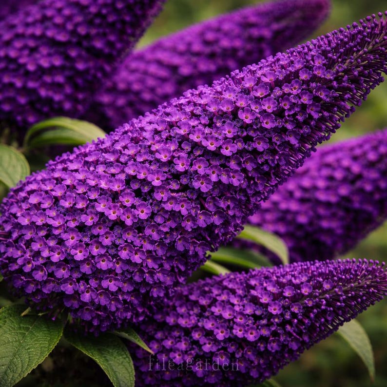 Buddleja Fragrant Buddleia Black Knight Starter Plant – Butterfly Bush, Fragrant Dark ...