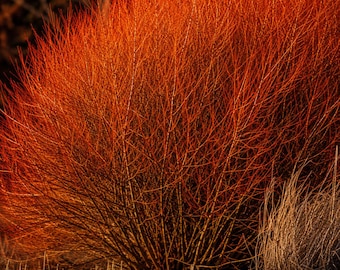 Red Flame Willow Tree Cuttings – Fast Growing Burning Bush Willow Starter