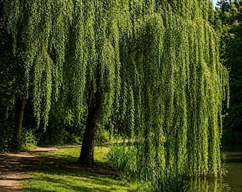 4 Wisconsin Weeping Willow Cuttings – Fast Growing Tree Starter (Unrooted)