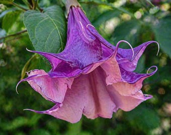 10 Sandra Cansa Angel Trumpet Seeds – Brugmansia Datura Flower Seeds