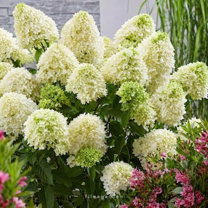 May include: A lush display of white and light green hydrangea flowers in full bloom. The flowers have a cone-like shape and are surrounded by green foliage. Pink and green plants are visible in the background.