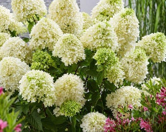 Hydrangea paniculata Skyfall Starter Plant – Large Cone Bloom Hydrangea Shrub