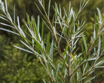 20 Coyote Willow Cuttings – Sandbar Willow Shrub Starter Cuttings