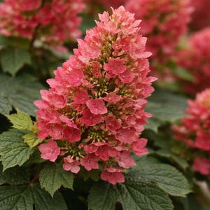 May include: Close-up of a vibrant pink hydrangea flower cluster. The flower is densely packed with small, delicate petals, transitioning from a lighter pink at the tips to a deeper shade towards the center. The flower is surrounded by large, green leaves.