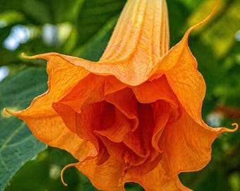 10 Double Bright Yellow Orange Angel Trumpet Seeds – Exotic Brugmansia Flower Seeds