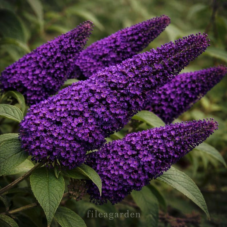 Buddleja Fragrant Buddleia Black Knight Starter Plant – Butterfly Bush, Fragrant Dark ...