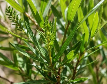 10 Sandbar Willow Cuttings – Salix exigua Coyote Willow Starter Cuttings