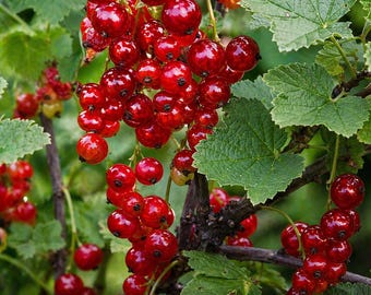 Peut inclure: Gros plan sur un buisson de groseilles rouges avec des grappes de baies mûres et brillantes. Les fruits rouges vifs se détachent sur un fond de feuilles vertes et de branches brunes. Photo naturelle en extérieur.