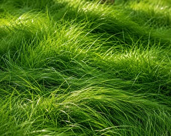 1000 Creeping Red Fescue Seeds – Festuca rubra Fine Lawn & Ground Cover Grass Seed