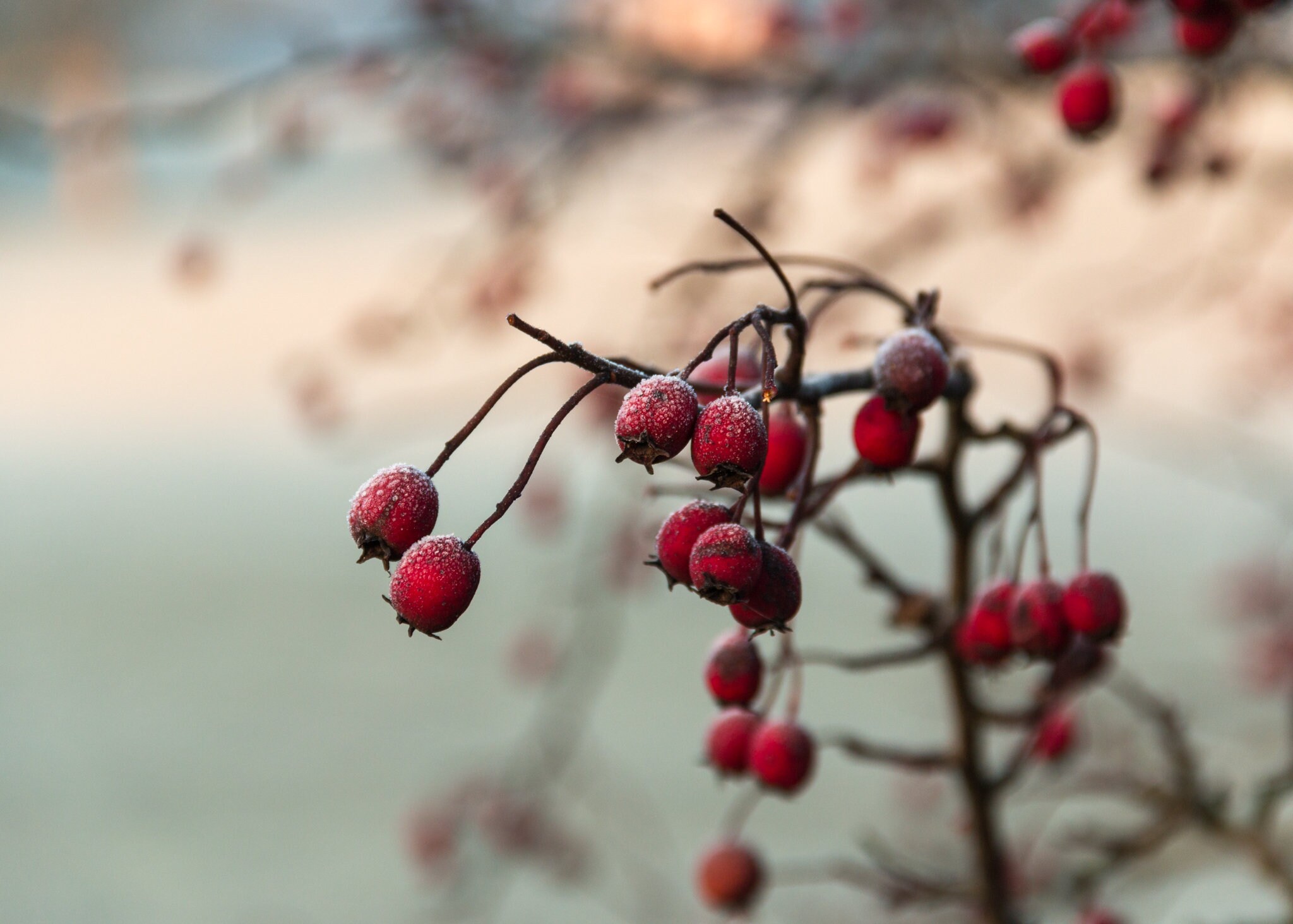 Frozen Winter Hawthorn Berries | Etsy
