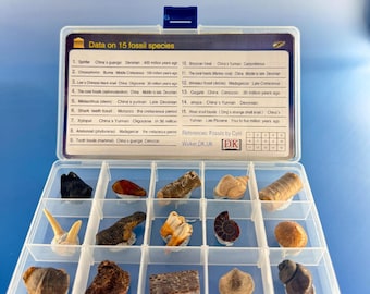 Fossil Specimen Collection Box - 15 Real Fossils, Including Dinosaur Bone, Ammonite, Shark Tooth, Amber, Hand-Collected & Curated