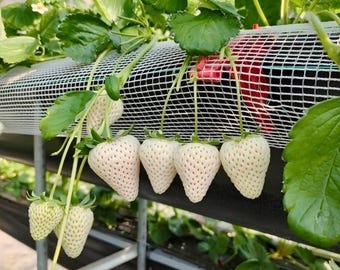 Puede incluir: Un racimo de fresas de color blanco pálido con pequeñas semillas rojas que cuelgan de tallos verdes. La fruta está suspendida de una malla blanca en un invernadero, rodeada de hojas y tallos de color verde vibrante.