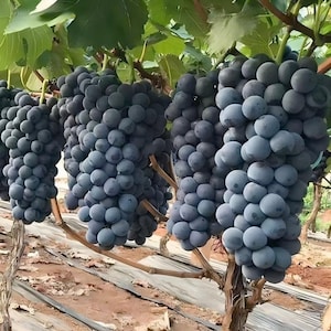 May include: Several large, dense clusters of dark purple, round grapes hang from a grapevine. The grapes are tightly packed together, showing a matte, dusty surface texture. Green vine leaves are visible at the top of the frame.