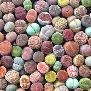 May include: A collection of colorful, round succulents, also known as living stones, in various shades of green, brown, red, and orange. The plants have a split appearance, with some showing a visible separation. The succulents are arranged closely together.