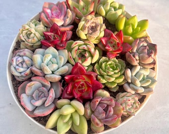Kit de suculentas mixtas raras de boutique, planta colorida de 3,8 cm (1,5")