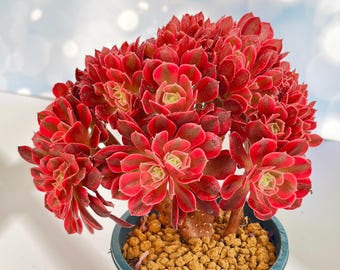 4'' Crested Aeonium 'Pink Witch', Rare Variegated Succulent, Colorful Plant