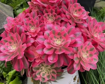 Aeonium 'Pink Witch', singola pianta succulenta rara e radicata.