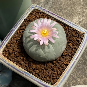 May include: A round, grey-green cactus with a smooth, segmented surface, centred in a square ceramic pot filled with dark brown gravel. A single, multi-petaled flower with pale pink petals and a bright yellow centre blooms from the top.