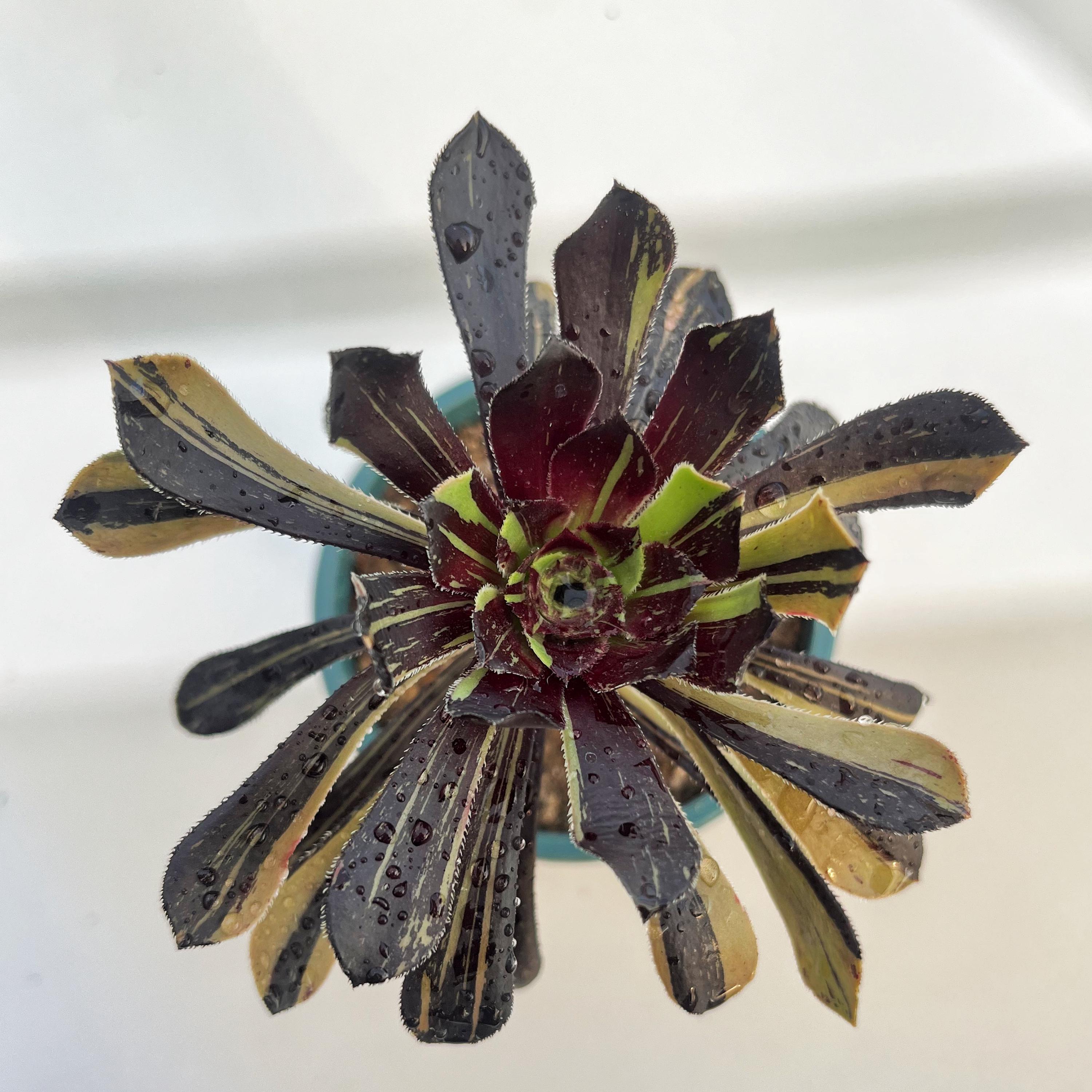 Aeonium big bang - Etsy 日本