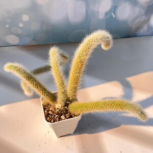Cleistocactus Winteri 'Golden Rat Tail', 6‑Inch With 4 Stems, Rare Fuzzy Trailing Cactus, Indoor Houseplant, Gift For Plant Enthusiasts