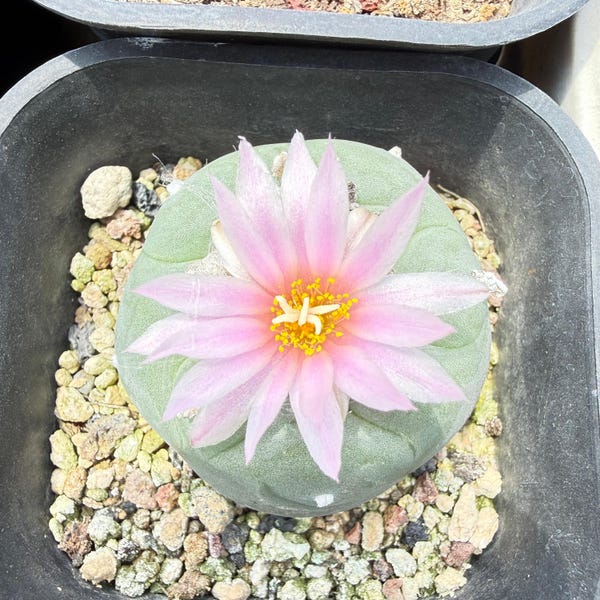 Button Cactus, Mini Round Spineless Succulent Plant, 1.2'' Size