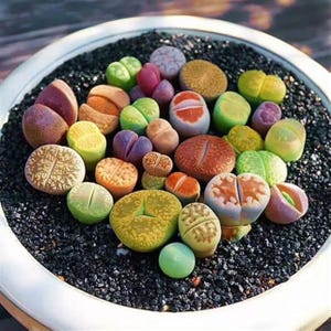 May include: A collection of colorful, succulent plants, resembling small stones, in a white ceramic pot filled with black gravel. The plants display a variety of colors, including green, orange, purple, and brown, creating a vibrant display.