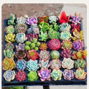 Kit di succulente miste rare e ricercate, pianta colorata da 5 cm