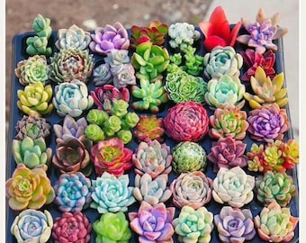 Kit de suculentas mixtas raras de boutique, planta colorida de 3,8 cm (1,5")