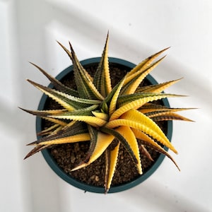 Op de afbeelding: Een Haworthia-vetplant met bonte bladeren in tinten donkergroen, limoengroen en felgeel. De plant is gerangschikt in een stervormig rozetpatroon en staat in een donkergroene ronde pot gevuld met donkere aarde.